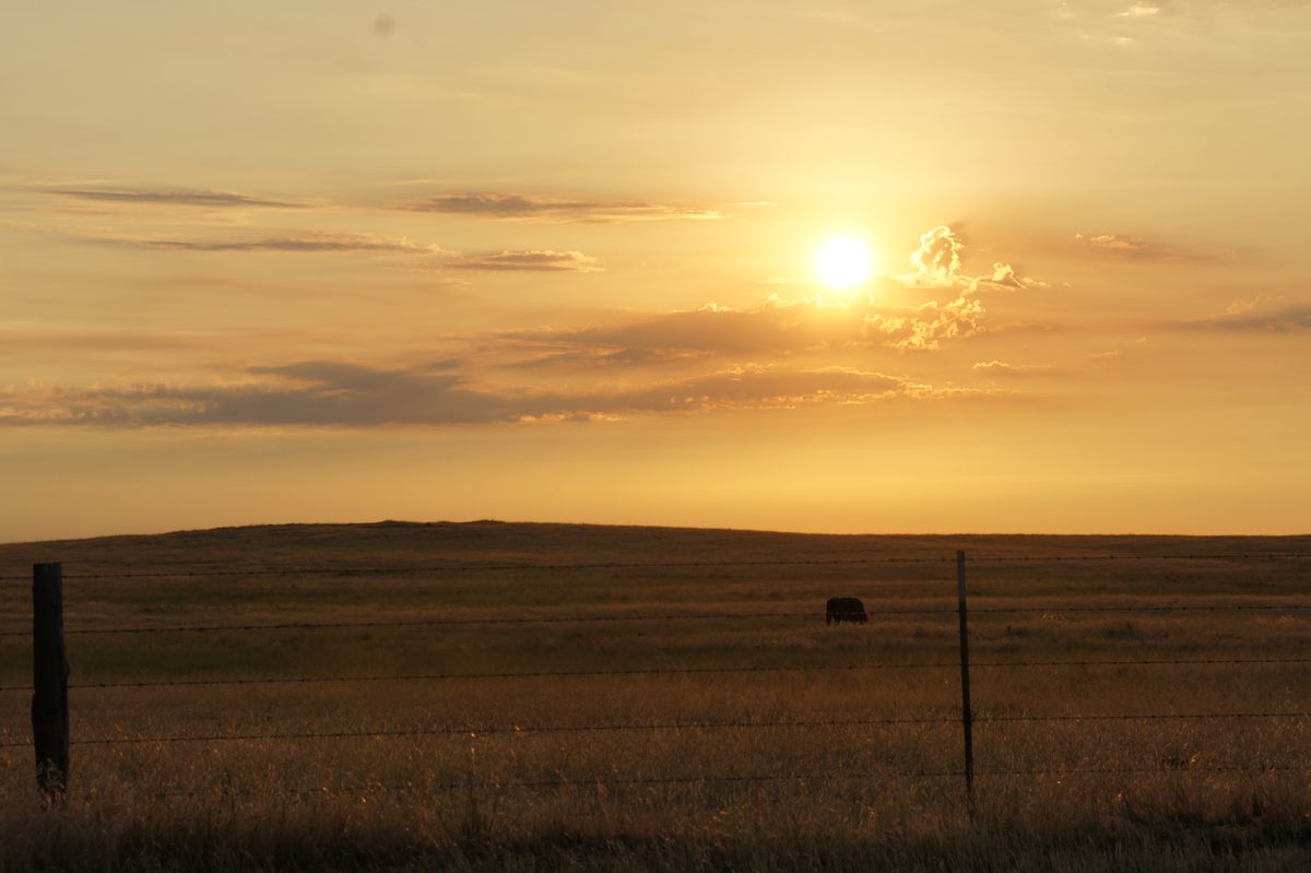 sunny evening in the field