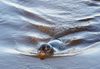 am nDangaster Siel aufgenommen der Seehund schwimmt hier gegen das Wasser was aus dem Vareler Tief in den Jadebusen gelassen wird und hofft auf ein paar Fische.