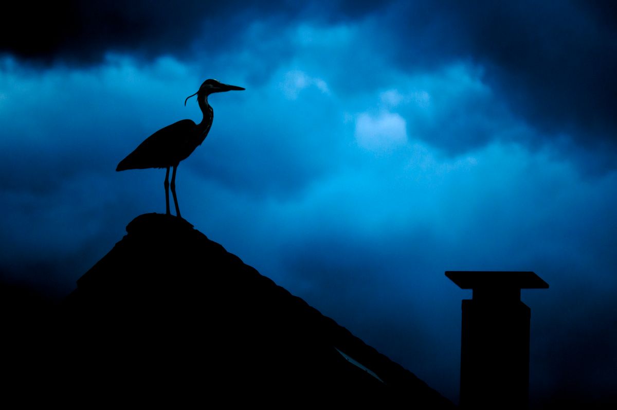 A grey heron on a roof with a nice contrasty blue sky in the background.