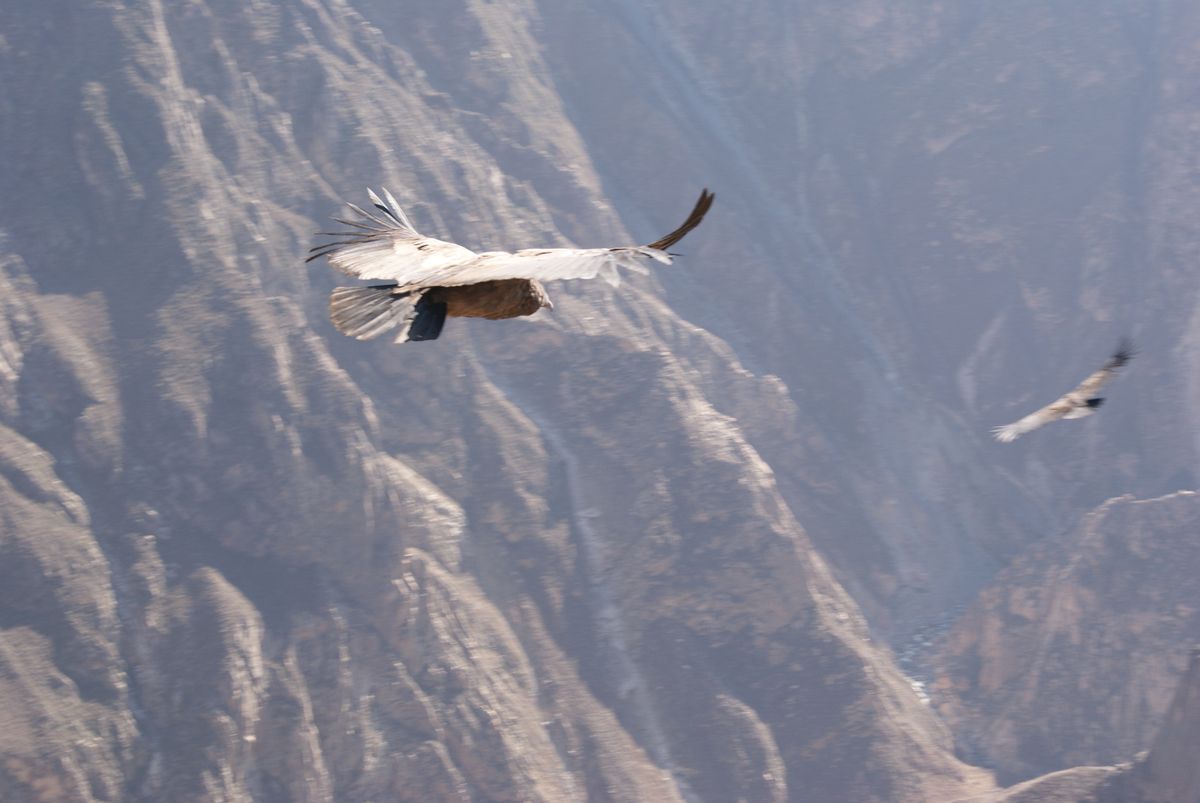 Condor - Peru