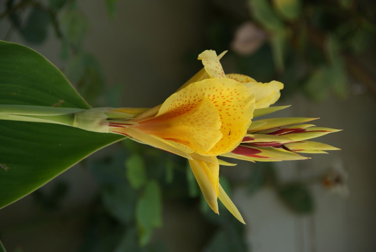 Flower - Istanbul