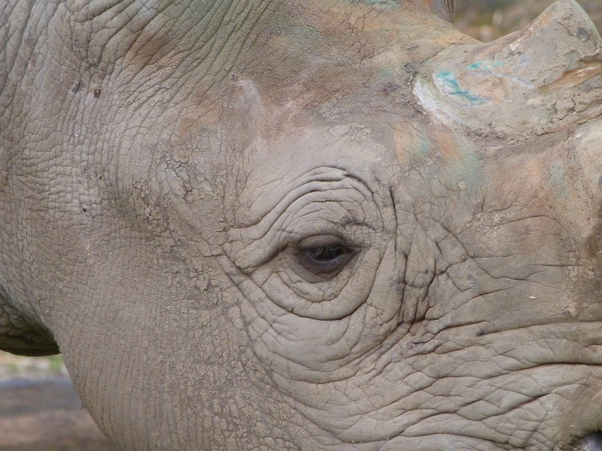 On a freezing cold morning, this rhinocerous was tucking into a feast of hay, when through my camera lens, I noticed her beautiful eyelashes. 