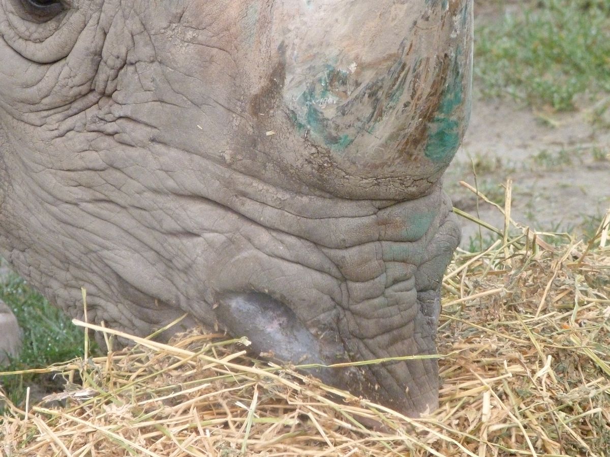 I'd read about white and black rhino having different lips, and wanted to get a photo of this black rhino's pointed lip actually sticking out and being used as a tool for feeding - intended for feeding from trees and shrubs, here it is being pushed out to help to scoop up the maximum amount of hay in one mouthful.  