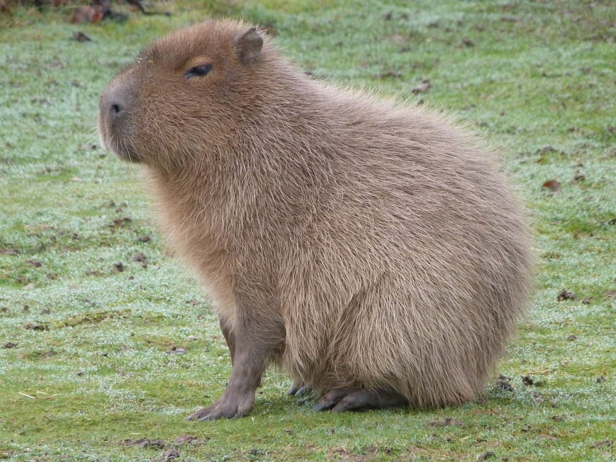 Capybara, related to the guineapig but weighing up to 66 kgs, are the largest rodents in the world.  This one is sitting on hard, frosted ground, watching me as his friends attemped to graze.  They are fascinating animals to watch, and with familiarity with guinea pigs, one tends to feel an Alice-in-Wonderland quality, as though having shrunk in size, to be seeing such huge guinea-pig like animals.