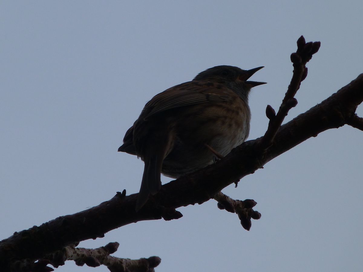 On a freezing, January morning, this little bird was singing his heart out, as if to celebrate the end of night and the prospect of warmth from the rising sun. 