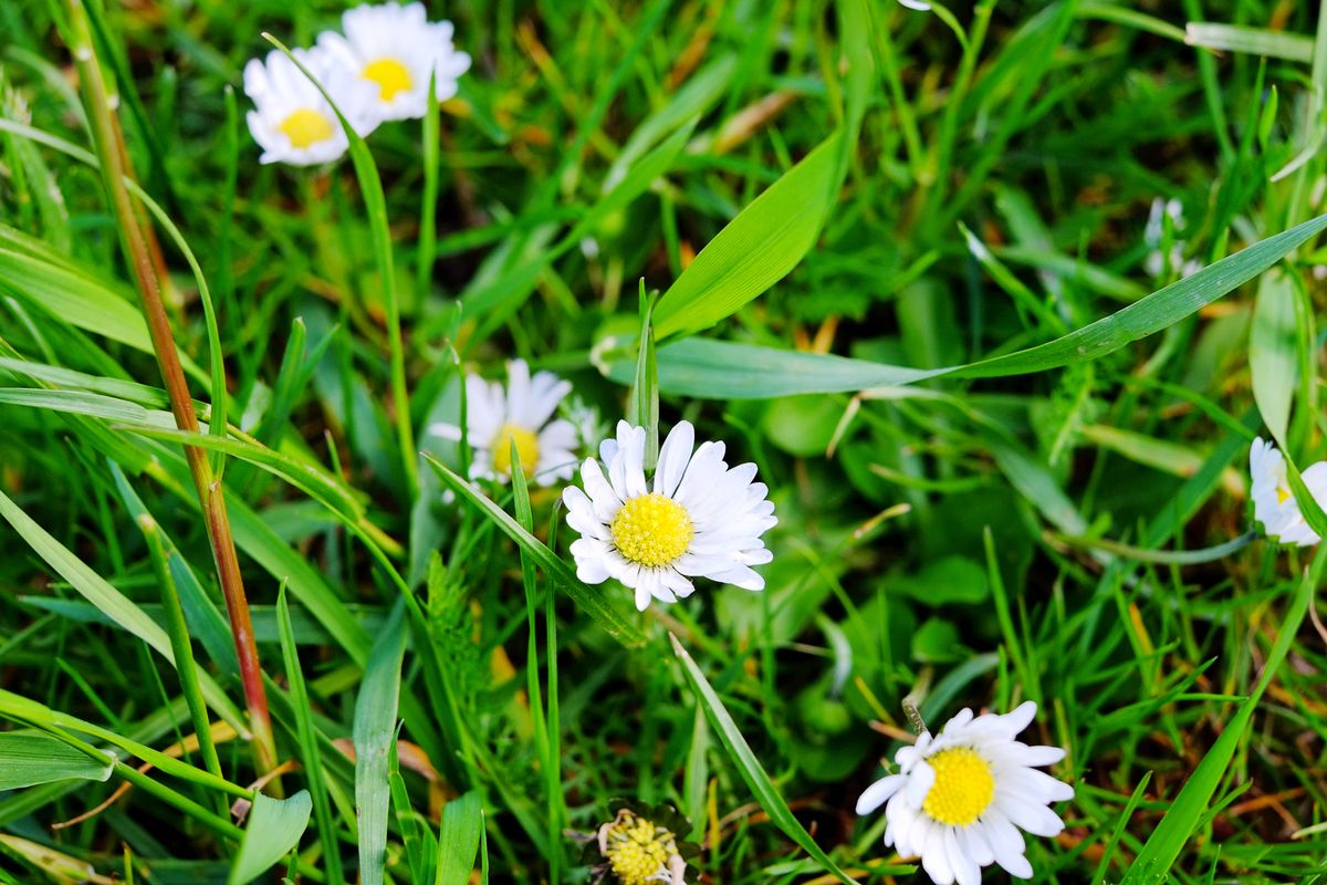 Gaenseblümchen.jpg