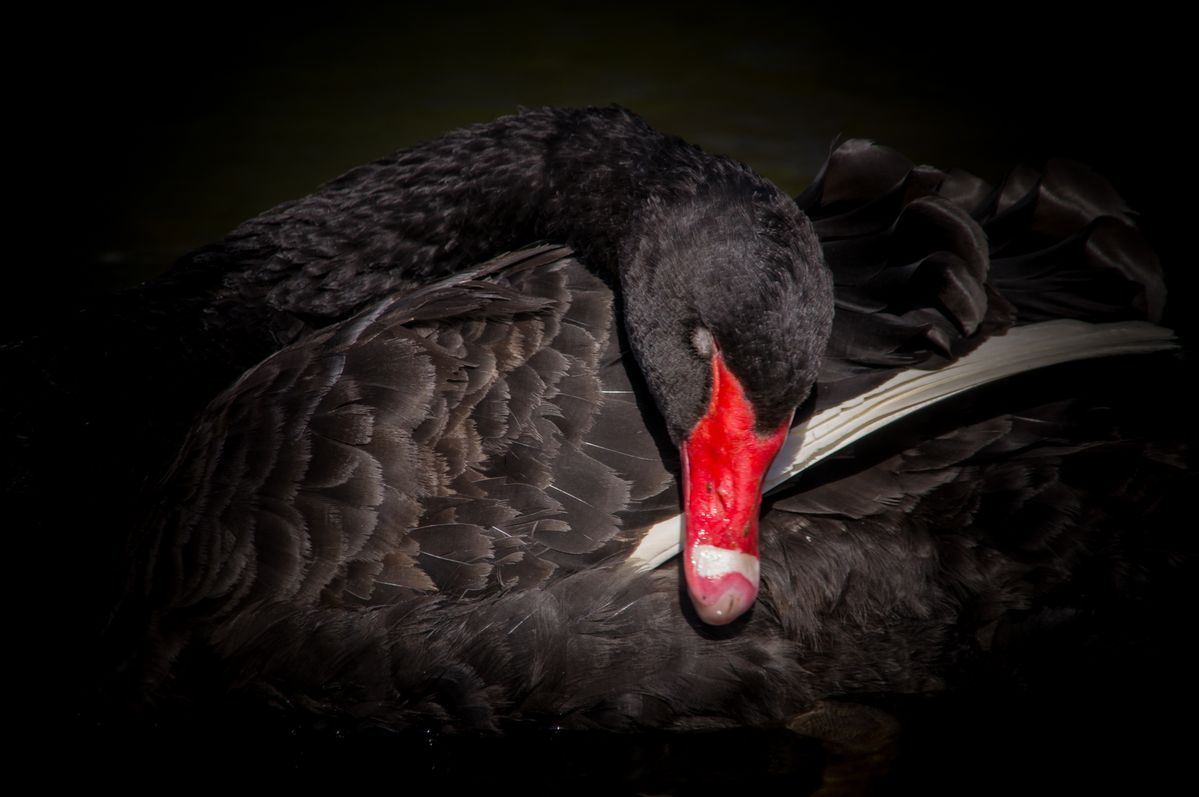 Black Swan at Sophie's Pond