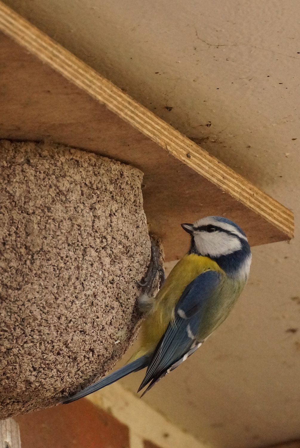 Diese Blaumeise schaute nach ob denn wohl schon eine Schwalbe da ist ( sie wartet wahrscheinlich auch auf den Sommer) ;))