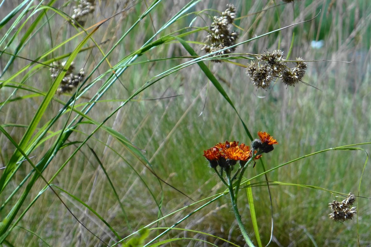 Wiesenstück