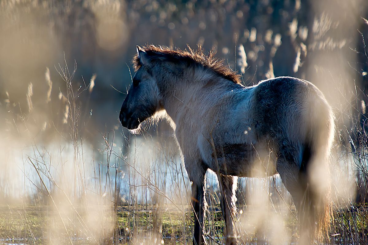 Wild horse