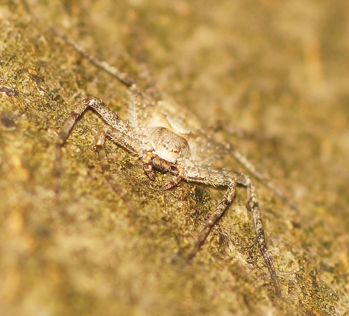 am Stamme der Buche hielt sie Inne