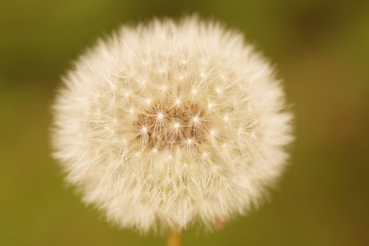 ist das nicht aber eine Pusteblume mit Tamron 90mm , 2,5er Makro aufgenommen.