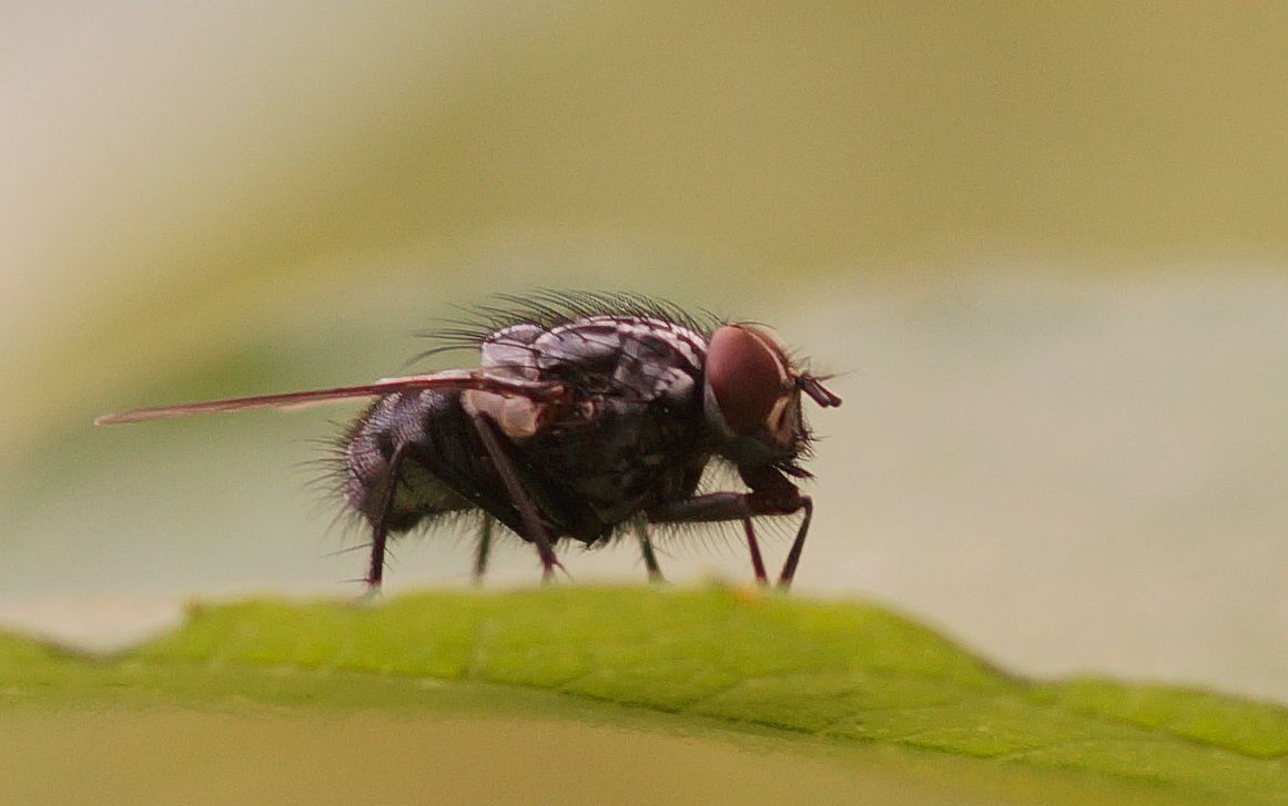 ...kann auch entzücken.    ;))