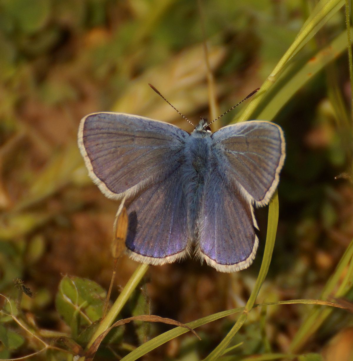 hier sieht man das Männchen das Weibchen hat braune Flügel