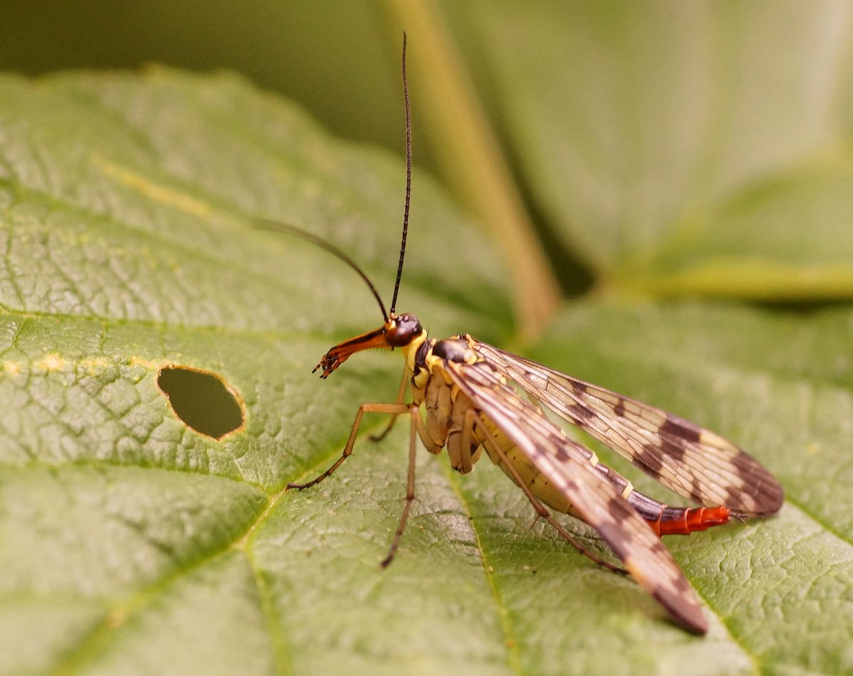 nu hab ich das Pärchen zusammen