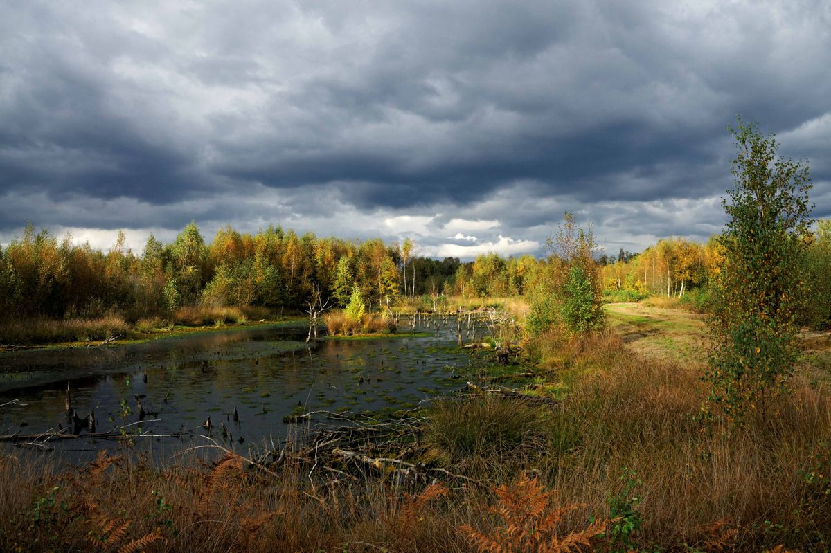 Im Diepholzer Moor im Oktober 2013.