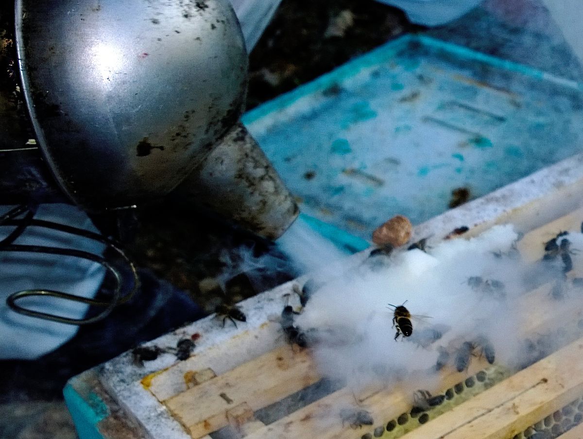 a bee flying in the smoke of the beekeeper