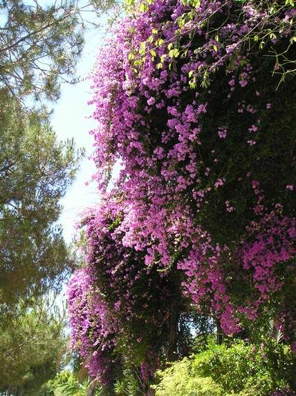 A flowery tree in Lisbon / Portugal