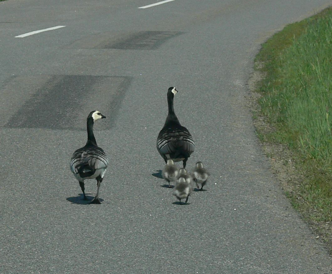 happy family