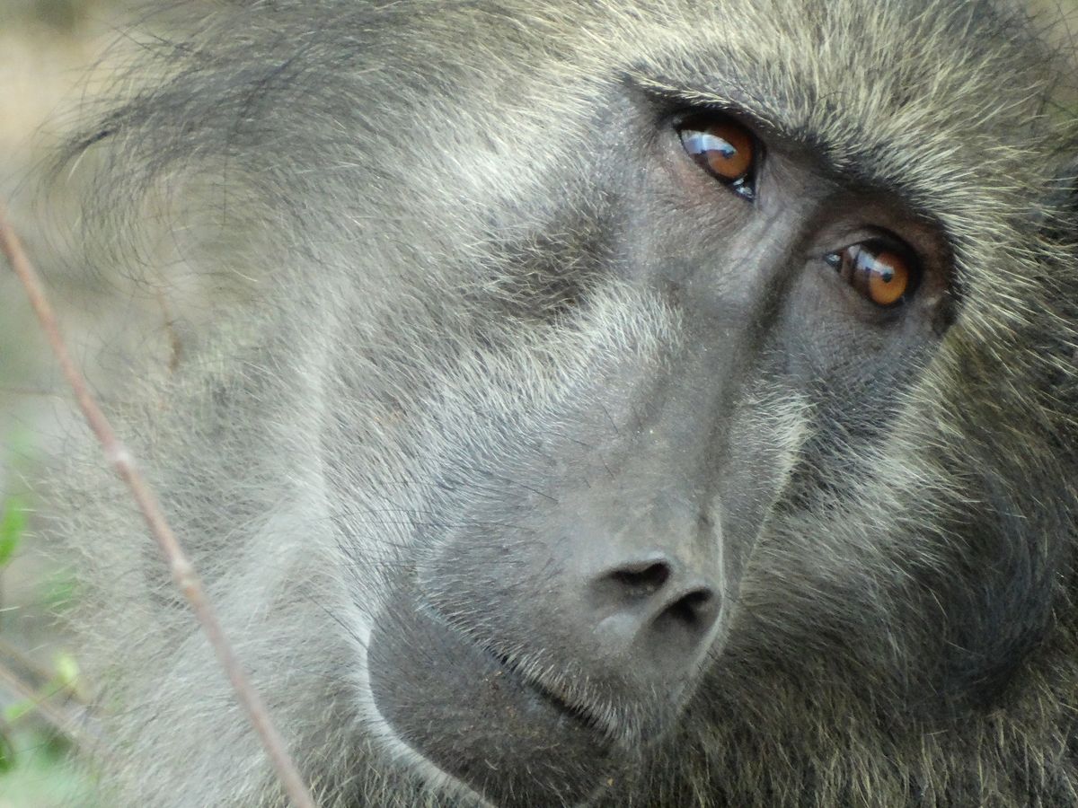 Monkey Kruger Park South Africa