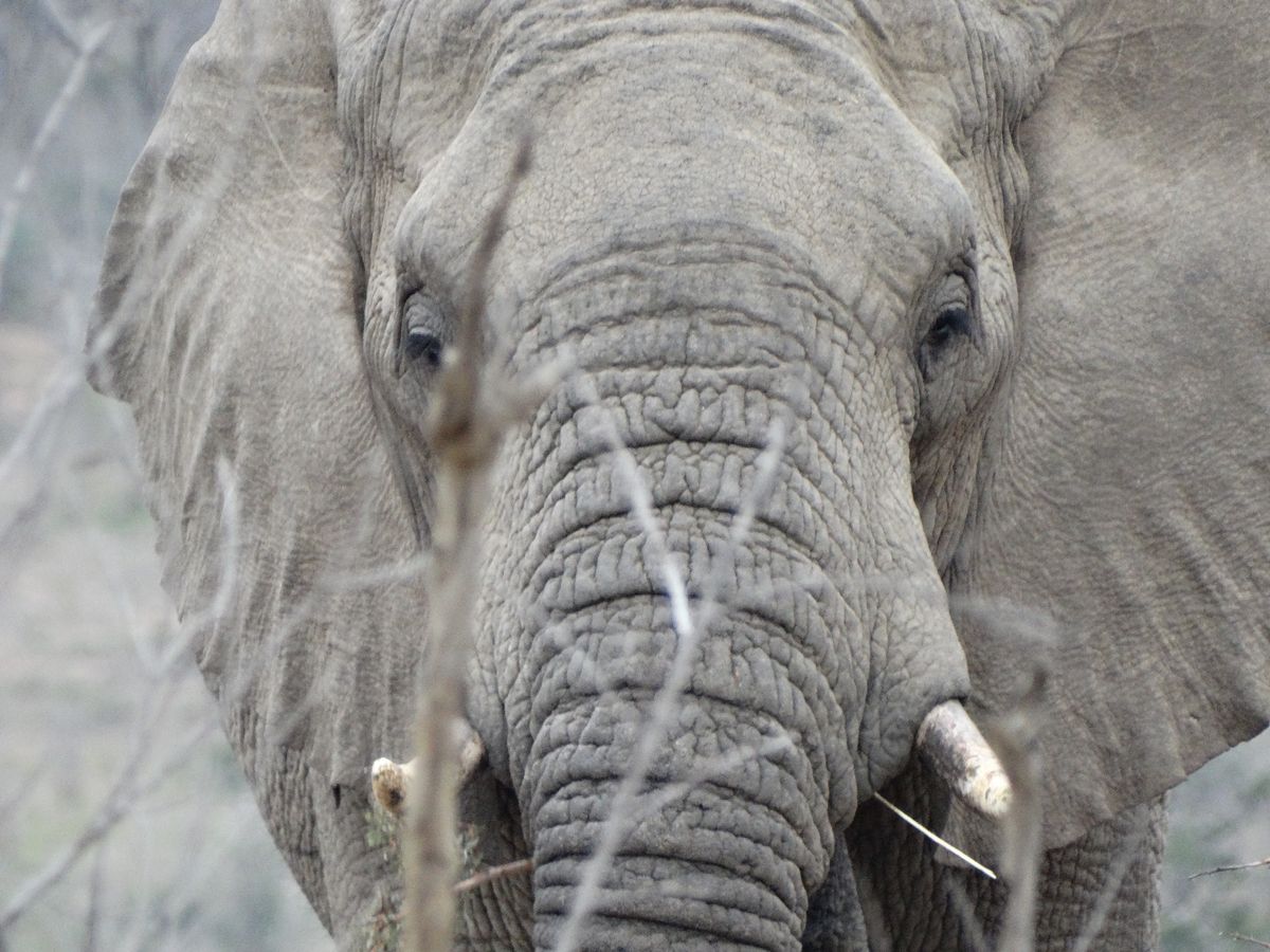 Olifant Zuid Afrika