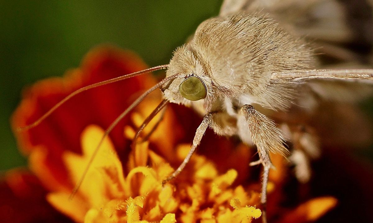 Портрет бабочки ...