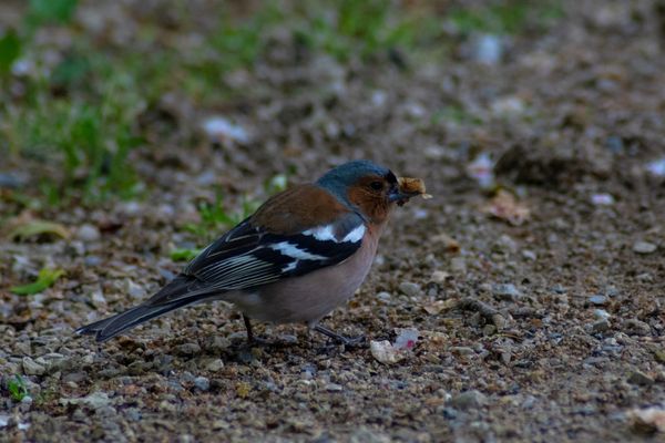 Buchfink am Wegrand