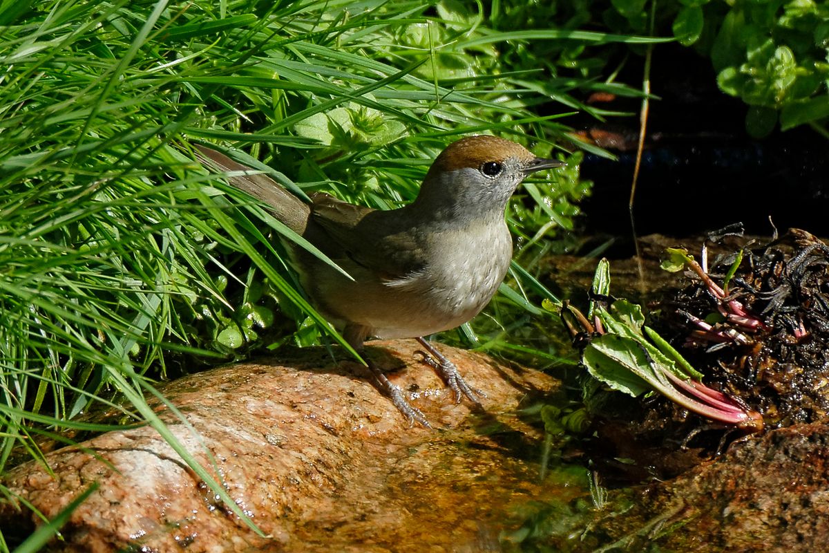 Ein Mönchsgrasmücke ( Part 2 ) Weibchen, ist zuerkennen an der rotbraune Kappe, das Männchen der Mönchsgrasmücke trägt hingegen eine schwarze Kappe. Der Wissenschaftlicher Name lautet : (Sylvia atricapilla)