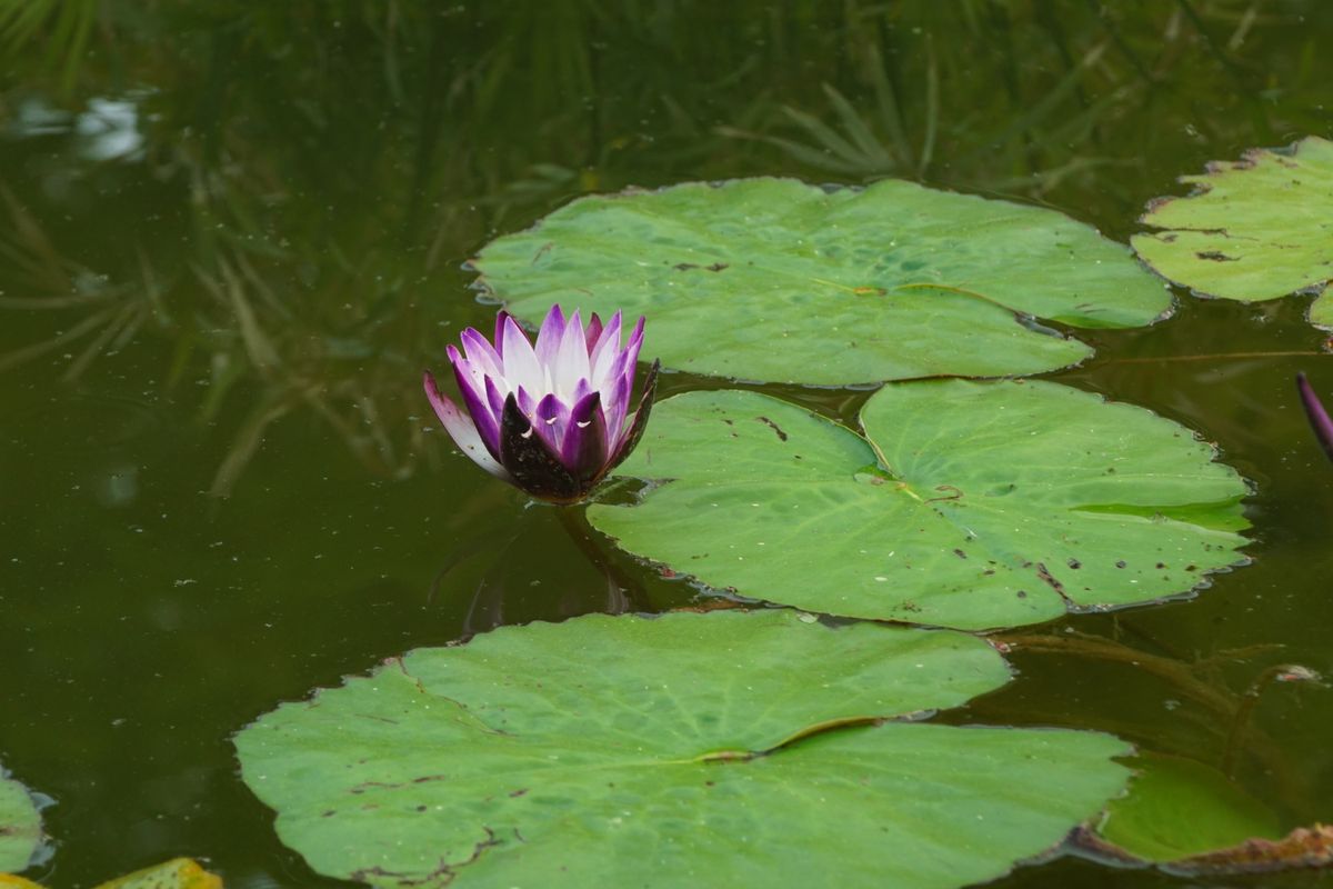 Leuchtende Seerose