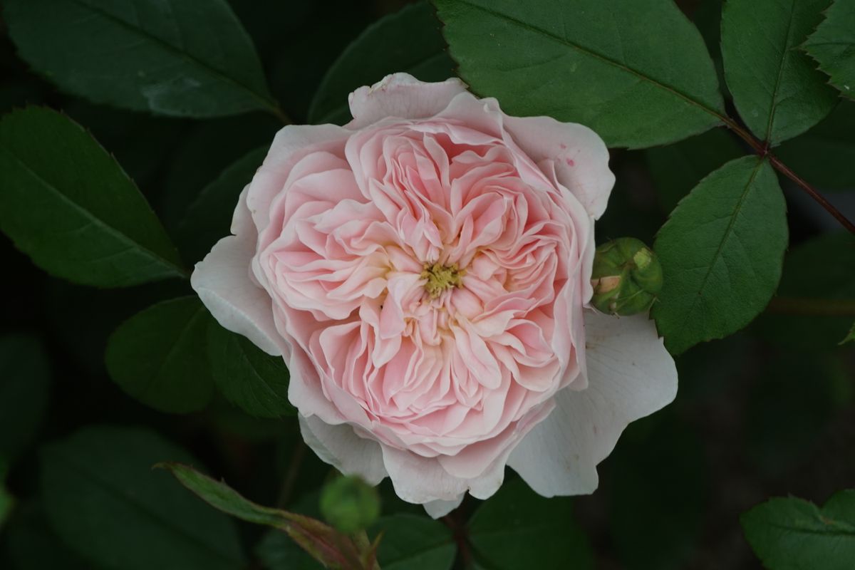 Weiß war die Rose zuerst. Die Mädchen und Jünglinge priesen Ihren reinen Glanz, ihren unschuldigen Schmuck. Schnell umfloß sie die steigende Röte bescheidenen Schämens, Und sie glühet zeither reizender noch als zuvor.  Johann Gaudenz von Salis-Seewis