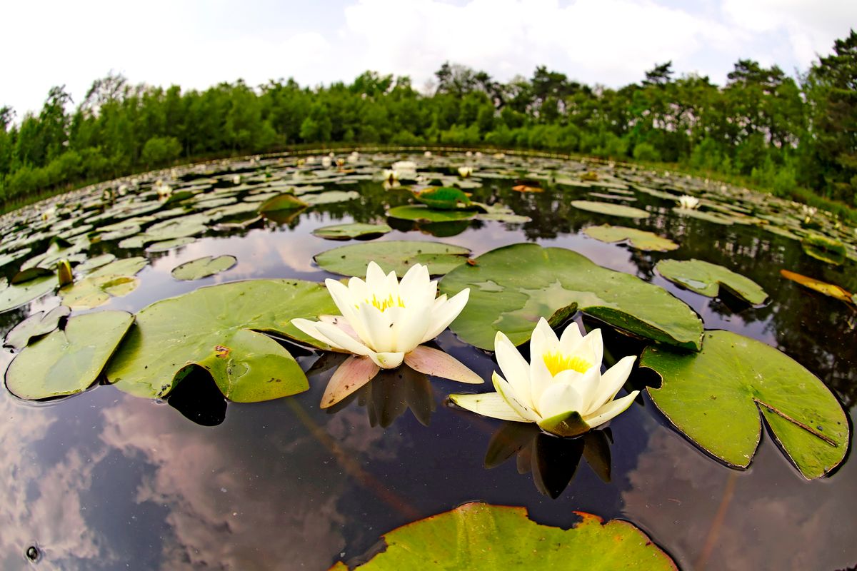 Der Teich ist "Huilmanns Mörken", ein hochgelegener Moor See, der als Naturdenkmal ausgewiesen ist.