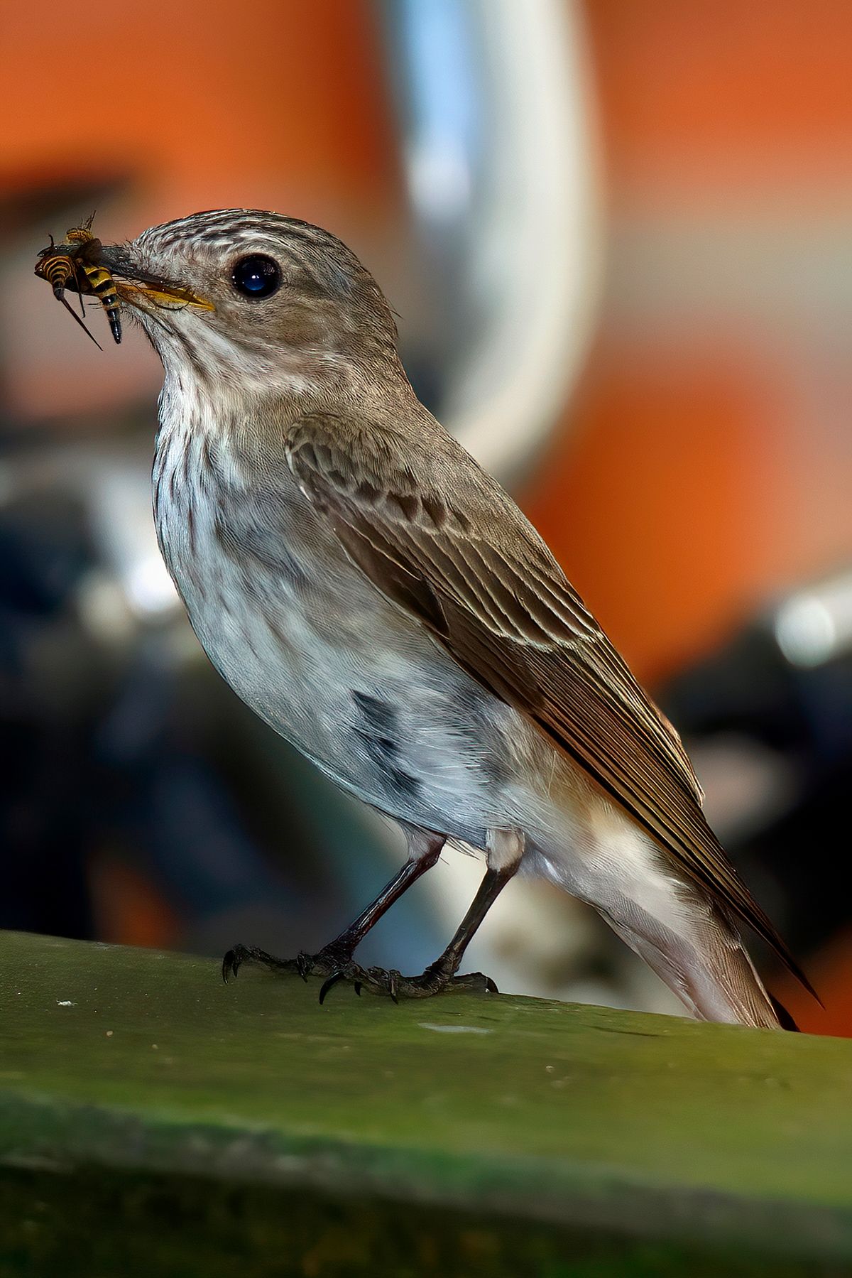 Ein Grauschnäpper, hat zwei Insekten, als Nahrung für ihre Nachkommen gefangen. Das Bild wurde in APS-C Modus mit einer Alpha α99II und angesetzten Tamron SP 150-600mm bei 600mm aufgenommen. Entspricht eine Äquivalenten Brennweite von 900mm. Weitere Exif-Daten: Belichtungsprogramm: M, ISO: 320, Verschlusszeit: 1/400 Sek. und die Blende war 7.1