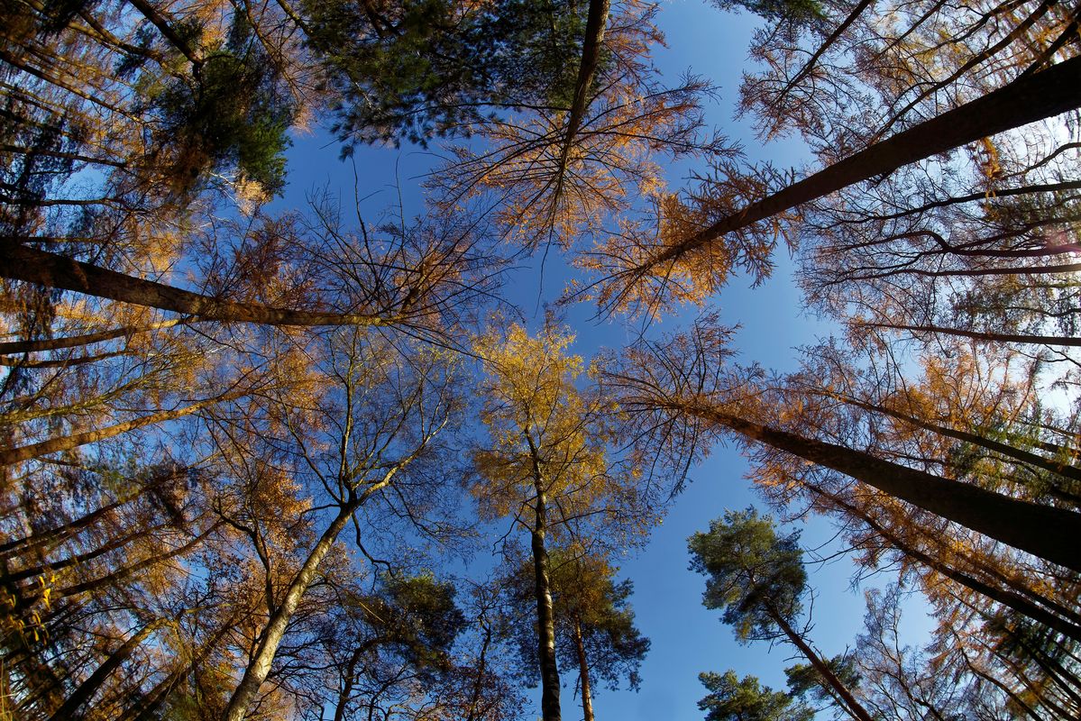 Der Herbst in Jahr 2021 / Diese Gold Lärchen, wurden in Outback von Schapen aufgenommen