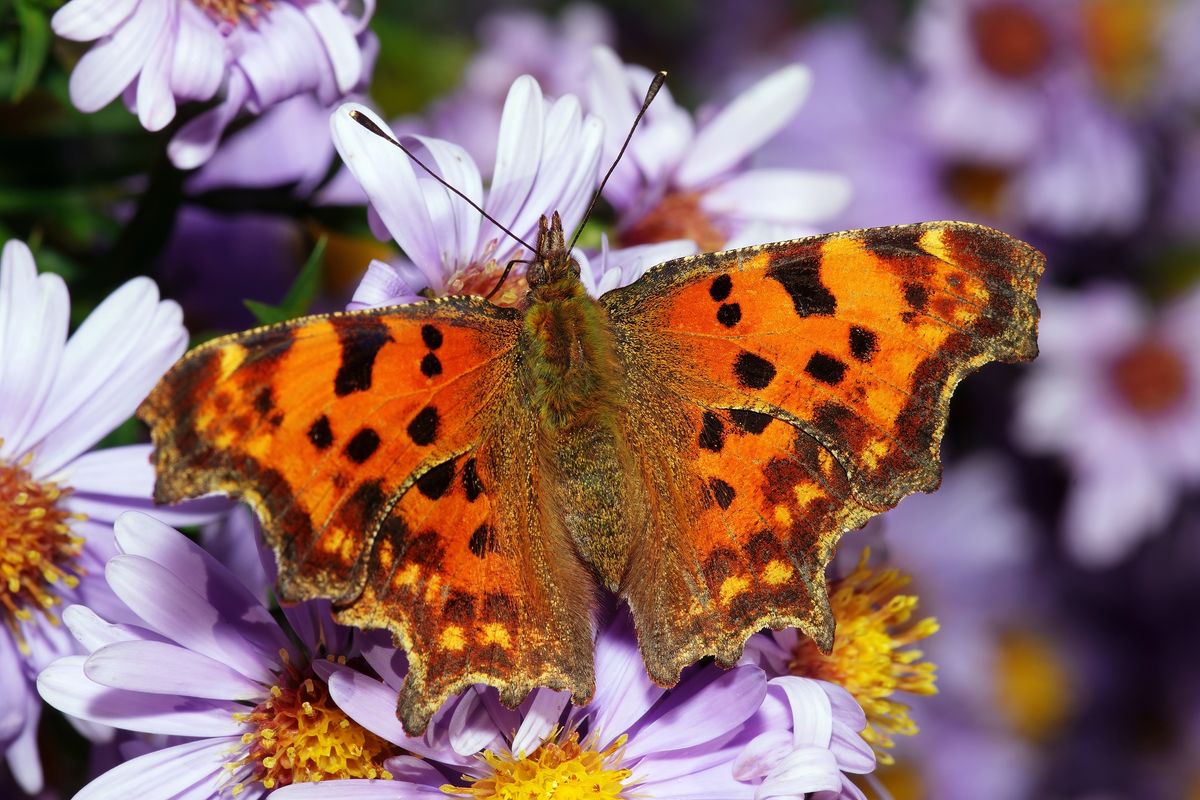 Ein C-Falter ( Polygonia c-album ) in heimischen Garten