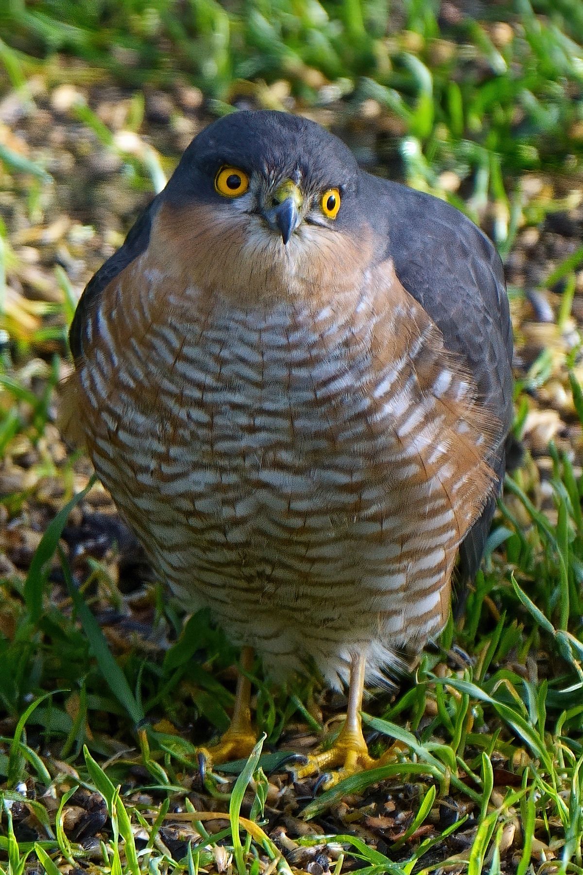 Nach dem das Futterhaus zwei Mal verlegt wurde und nicht mehr direkt angeflogen werden konnte, versucht sich dieser Sperber als Fußgänger.