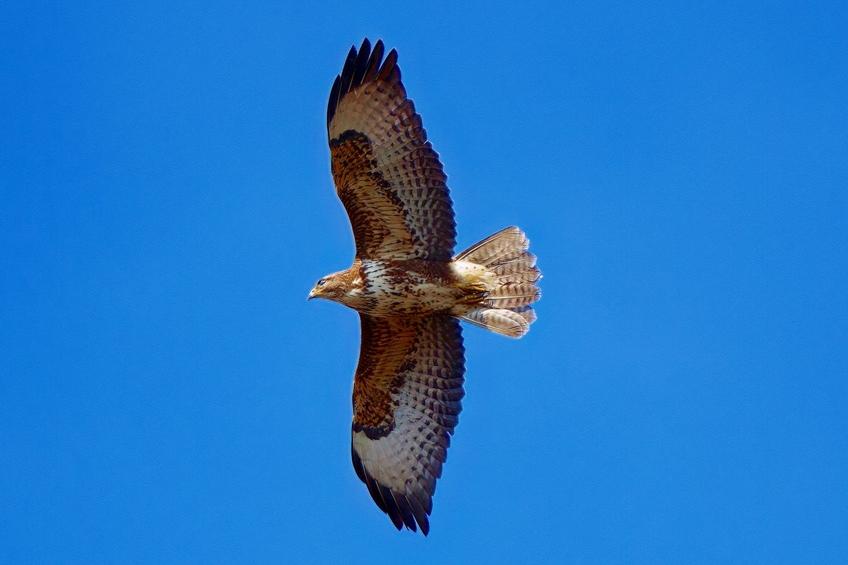 Der Wissenschaftlicher Name des Mäusebussard lautet: Buteo buteo