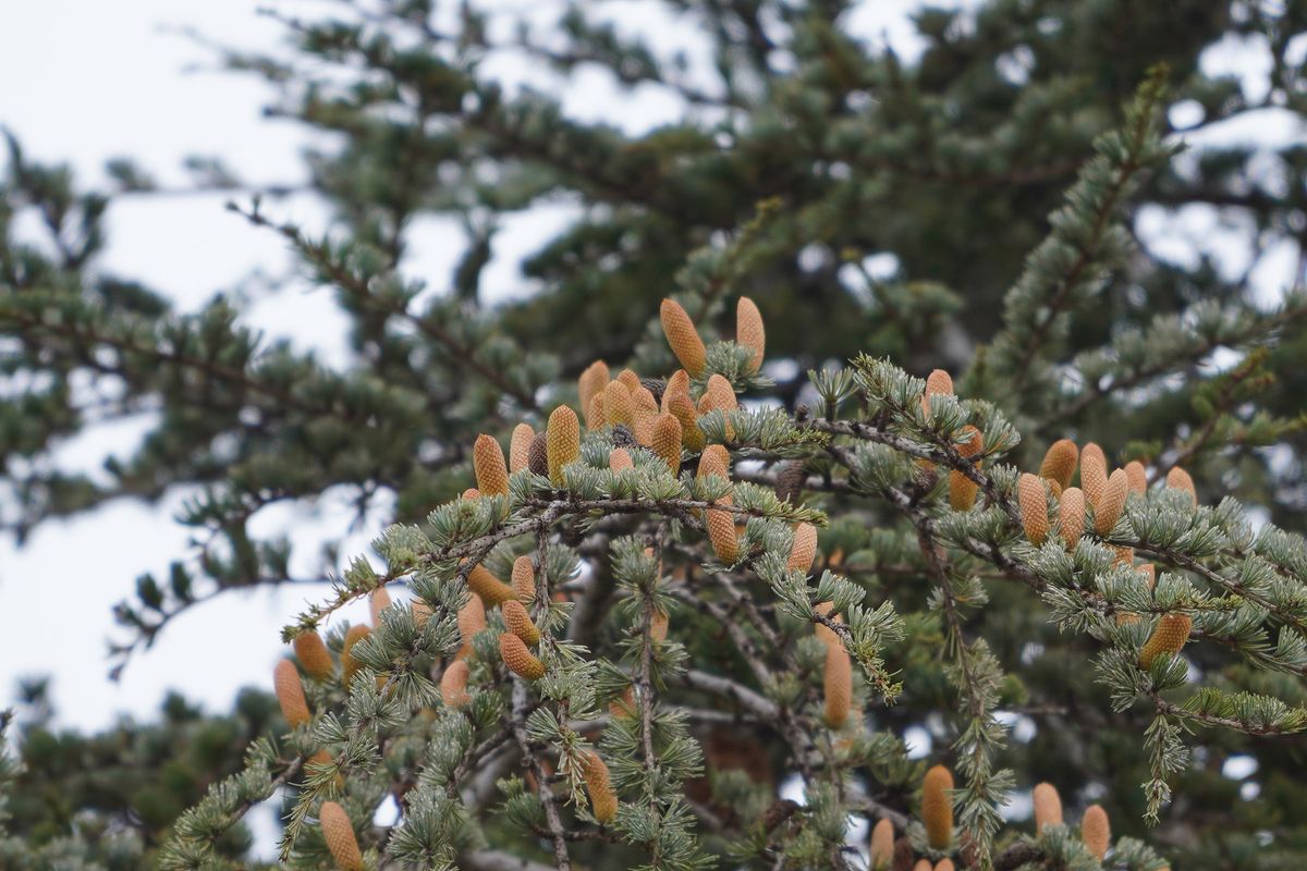 par temps nuageux f4 iso 400 600mm