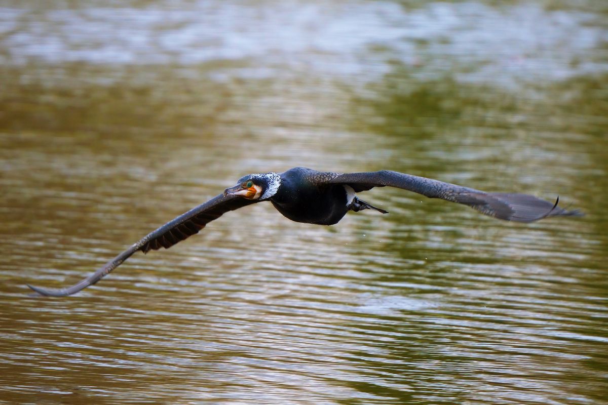 Eine Zufalls Bewegungsstudien eines Kormorans, der tief über den Dortmund-Ems-Kanal in Emsland fliegt. ( Bild 4 von 7 )