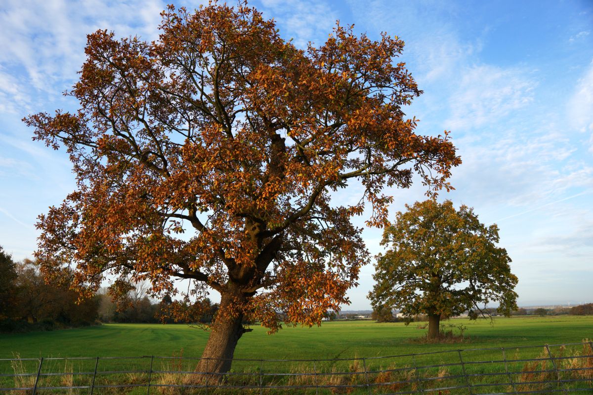 Turning To Fall