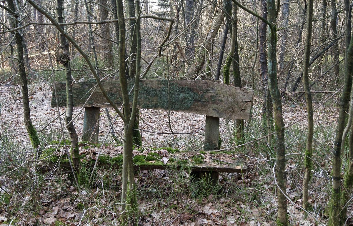 Wartebank im Wald ;-))))