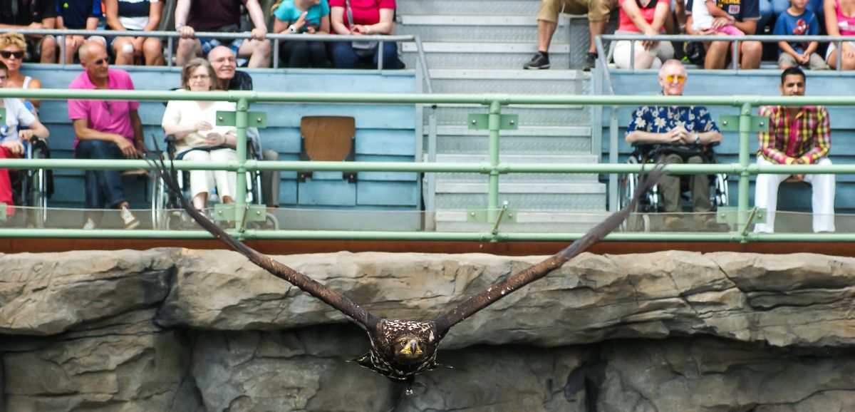 junger Weißkopfseeadler im Zoo Hannover bei einer Vorführung in Yukon Bay sauste knapp über die Köpfe der Zuschauer hinweg