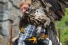 nochmal der Weißkopf Seeadler nach der Landung auf der Hand seines Pfegers