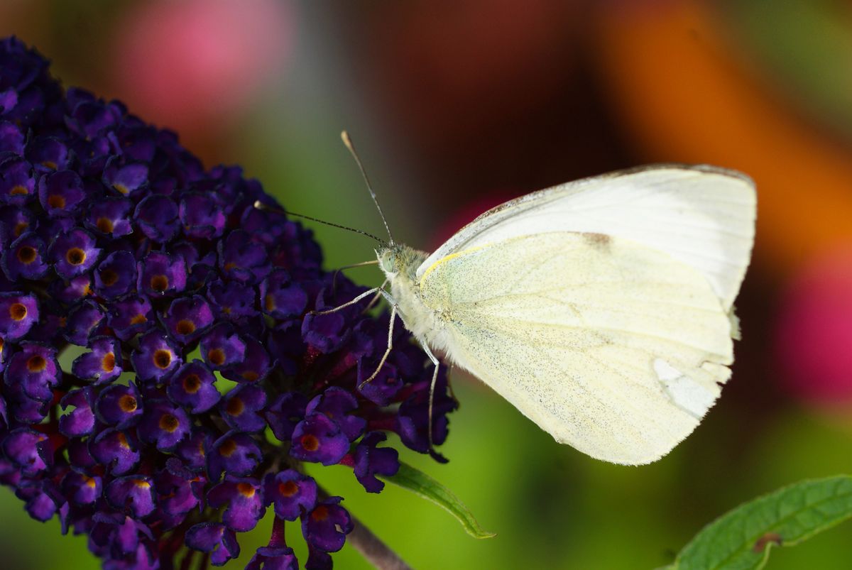 saß auf unserem Sommerflieder und genoß ihn.