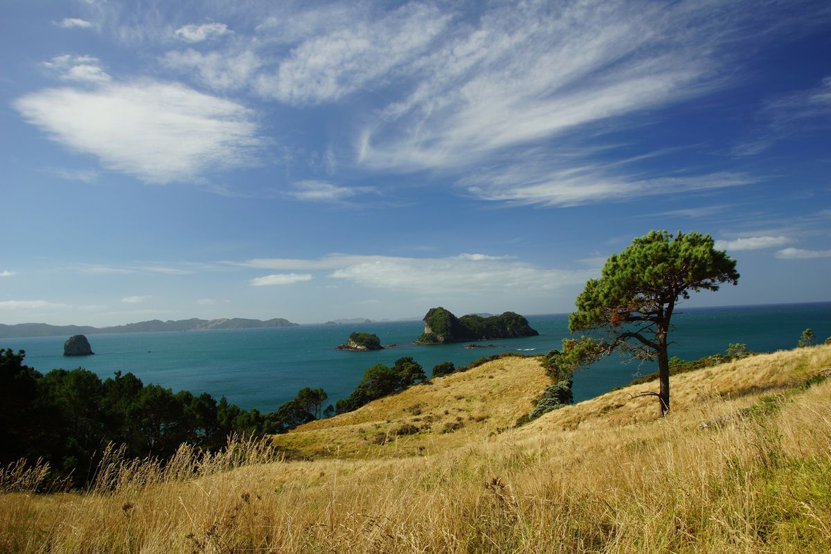 Walkway to Cathedral Cove, Coromandel Peninsula, New Zealand