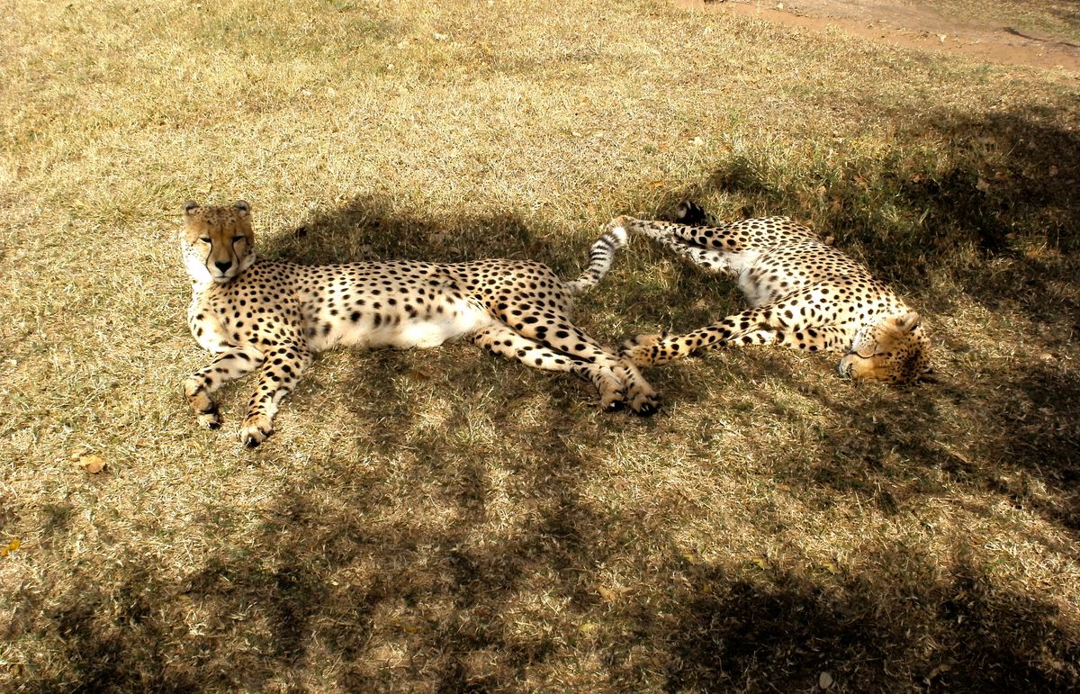 Pair of Cheetahs relaxing on the African Savannah