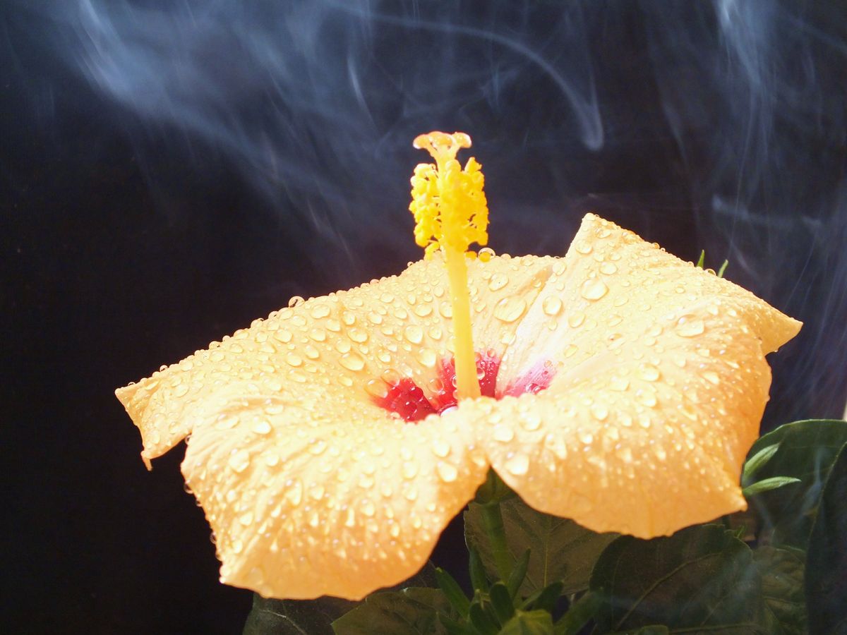 Hibiscus in smoke