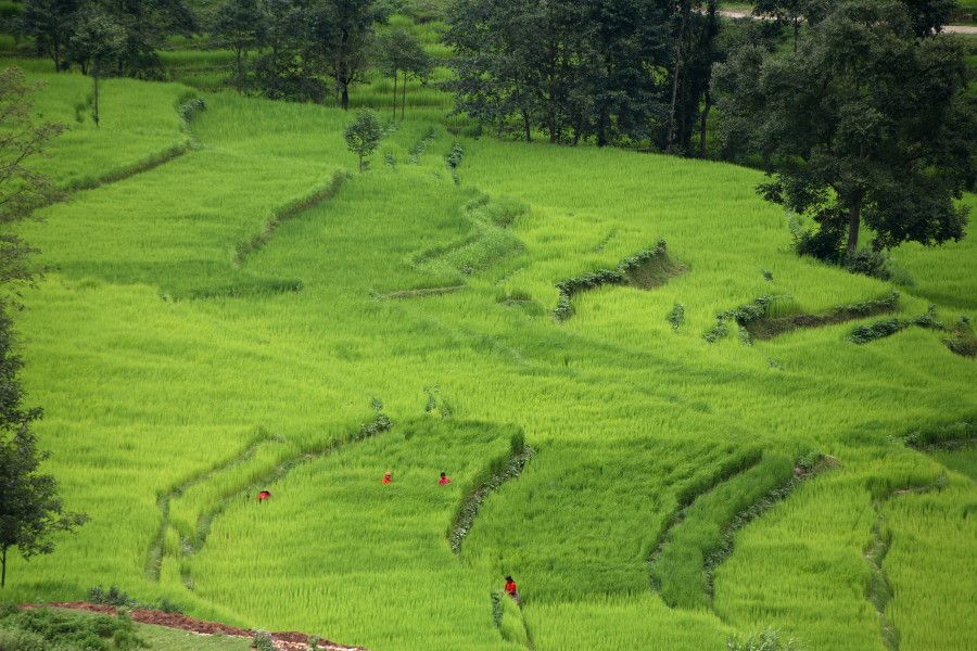 Farmers tending to Paddy Fields outside Kathmandu