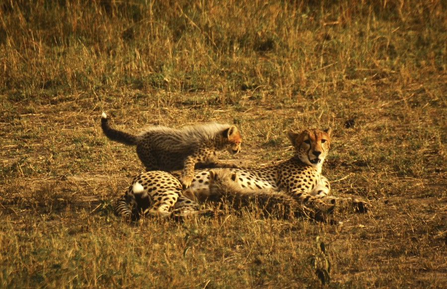 Cheetah and Cubs