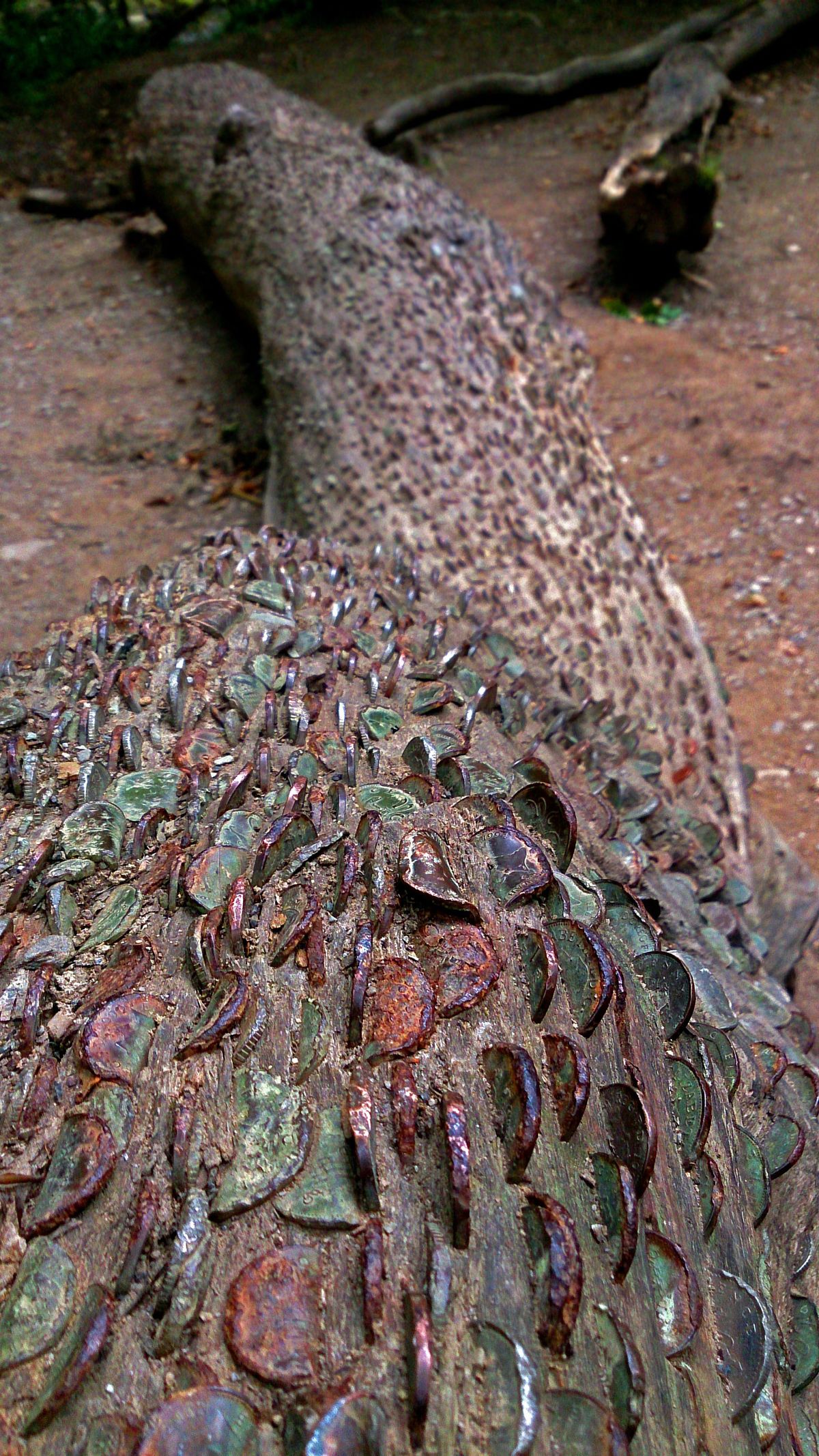 Place and Penny, make a wish (Wishing tree at Tarr steps, Exmoor)